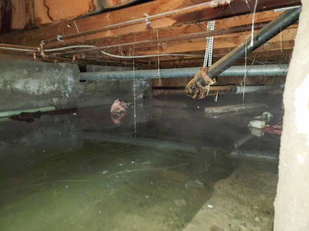 Best Carpet water damage restoration  in Roy, UT