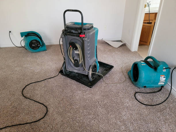Best Mold removal after water damage  in Roy, UT